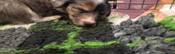 Mixed Breed dogs for sale: Borderpap puppies - Advert 2