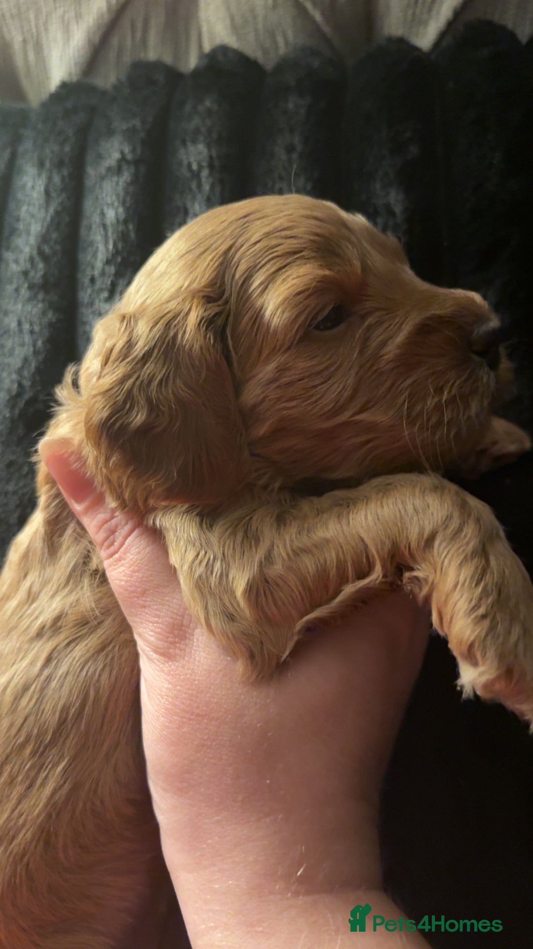Cockapoo dogs for sale: F1 Cockapoos - Advert 2