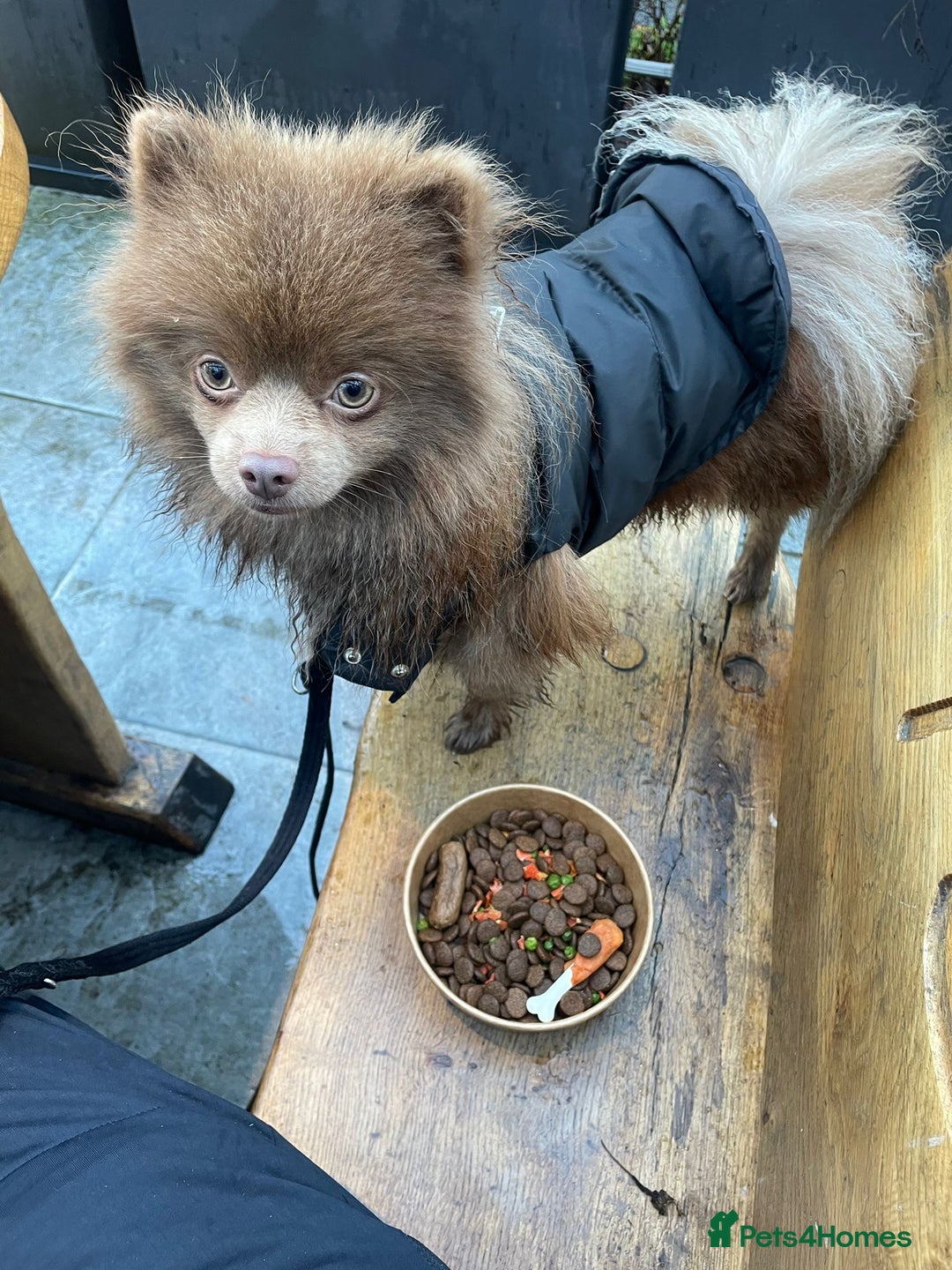 Pomeranian dogs for stud: Kai Kai lilac boy 💜  ( STUD ONLY ) (PROVEN)  in Liverpool - Advert 7