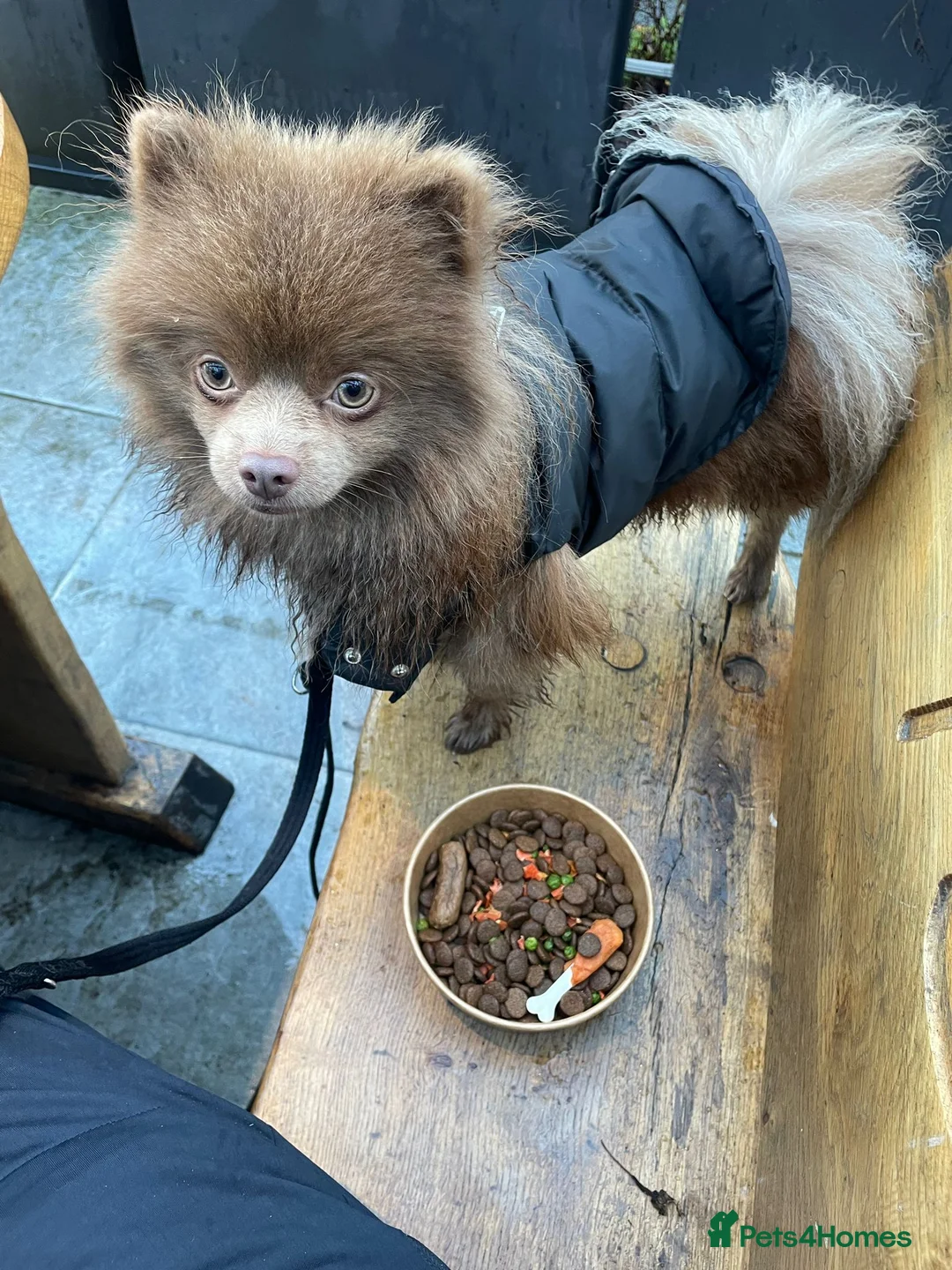 Pomeranian dogs for stud: Kai Kai lilac boy 💜  ( STUD ONLY ) (PROVEN)  in Liverpool - Advert 7
