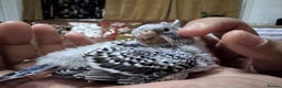 Budgerigars birds for sale: TCB, BW, Spilt BF ,spilt helicopter baby budgies  - Advert 7