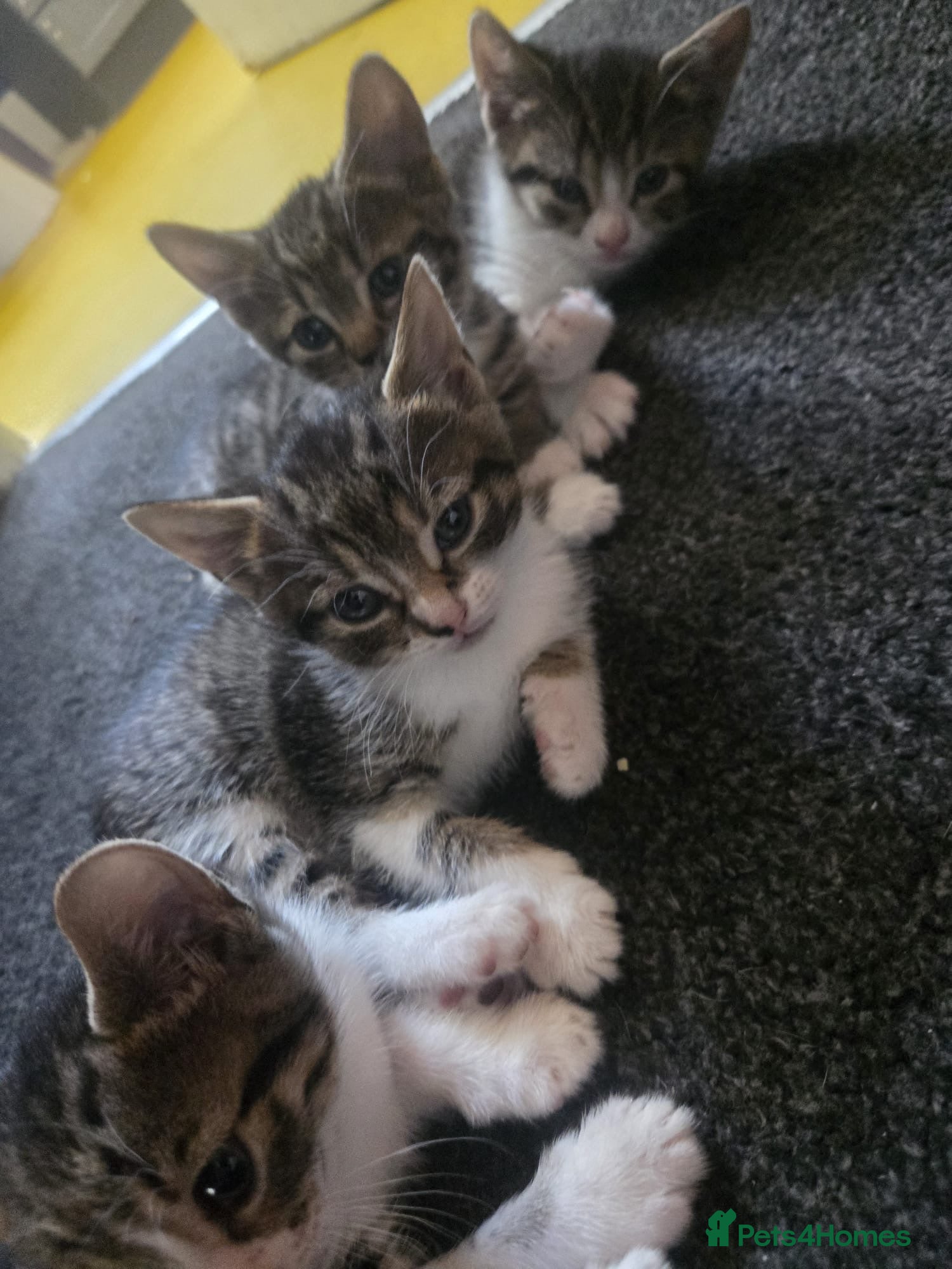 Mixed Breed cats Beautiful tabby kittens - Advert 7