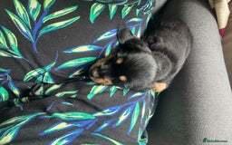 Mixed Breed dogs for sale: Beautiful little boy - Image 1