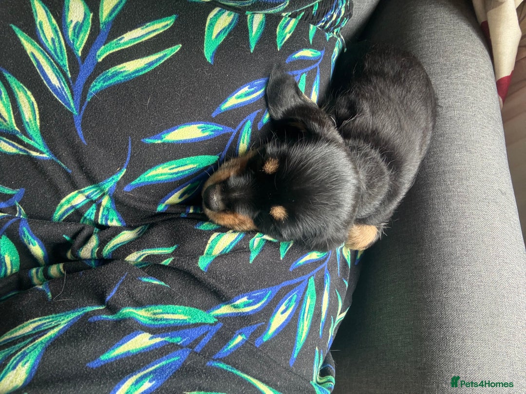 Mixed Breed dogs for sale: Beautiful little boy - Image 1