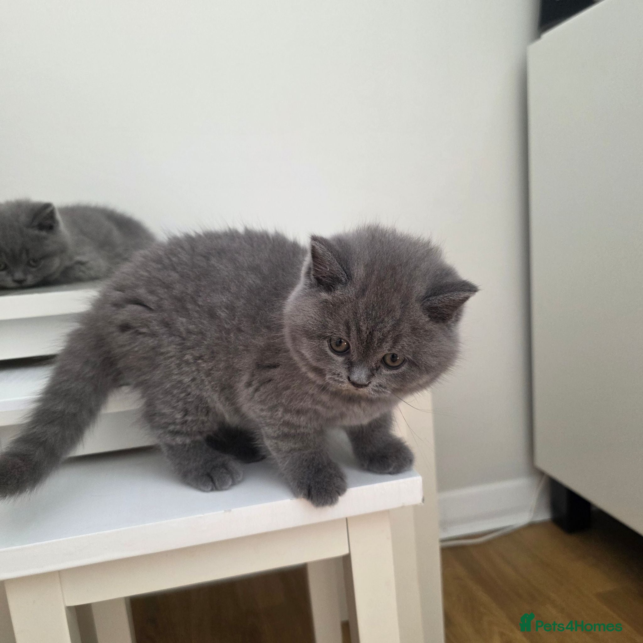 British Shorthair cats British Shorthair Kittens | Champion Lines - Advert 1