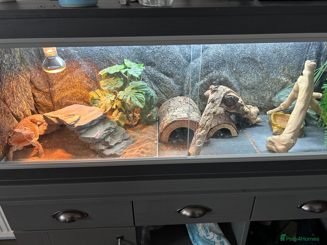 Bearded Dragon reptiles for sale: 1 Year old Bearded Dragon with full set up  - Image 4