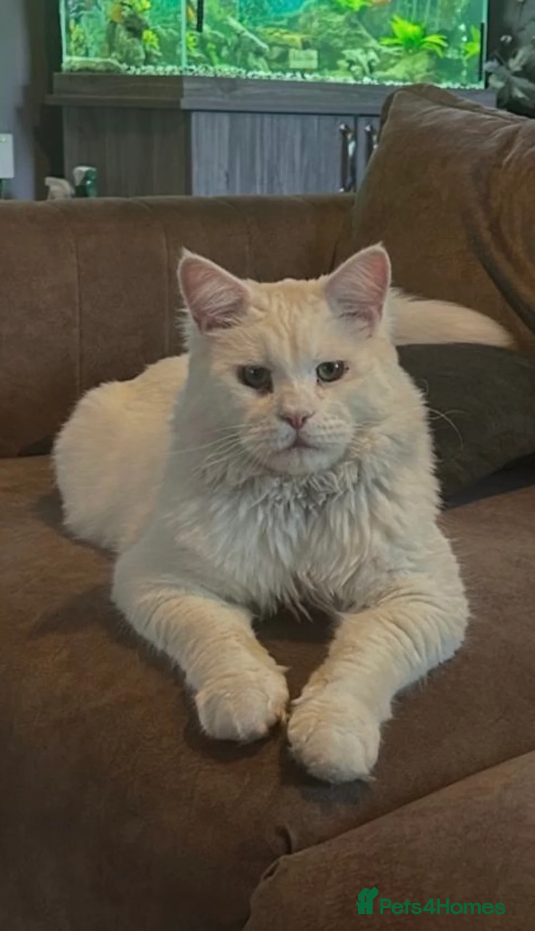 Maine Coon cats for sale: White main coon in London - Advert 1