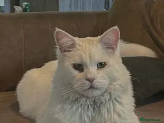 Maine Coon cats White main coon in London - Advert 18