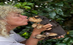 Cocker Spaniel dogs for sale: Show Cocker Spaniel pups KC reg - Image 8