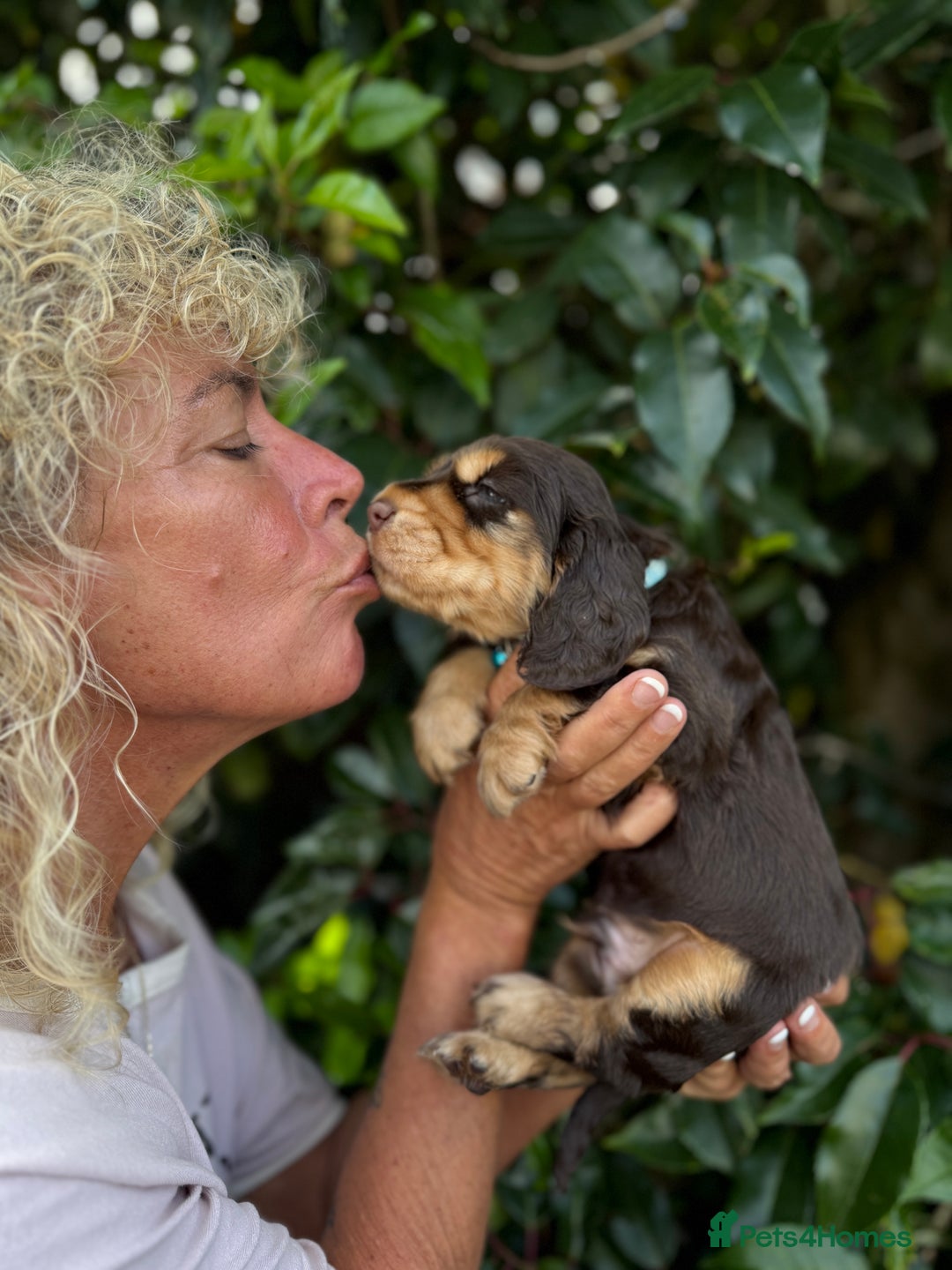Cocker Spaniel dogs for sale: Show Cocker Spaniel pups KC reg - Image 8