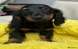 Dachshund dogs for sale: Mini Dachshund Longhaired - Image 1