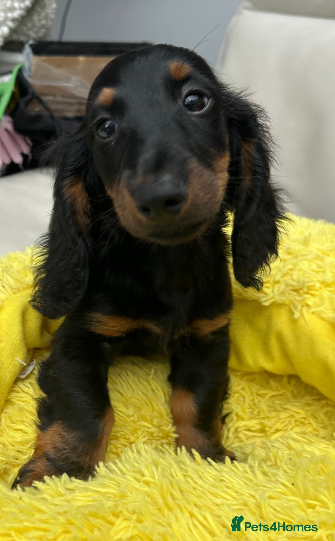 Dachshund dogs for sale: Mini Dachshund Longhaired - Image 1