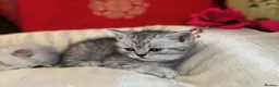 British Shorthair cats for sale: Beautiful silver spotted British shorthair kitten - Advert 7