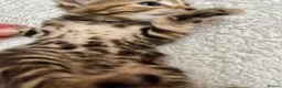 Bengal cats for sale: Bengal X Kittens With Famous Siblings!  - Advert 21