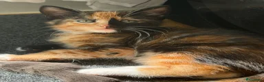 Mixed Breed Kitten 2