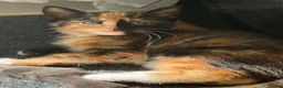 Mixed Breed cats for sale: 2 Mixed Breed Kittens for sale. - Advert 5