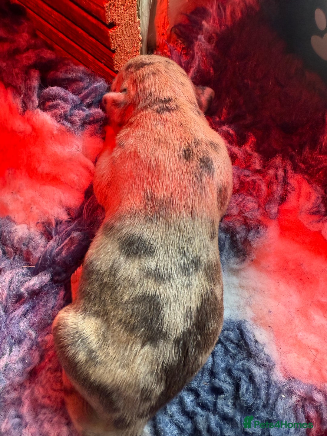 Mixed Breed dogs for sale: Mastibull puppies for sale  - Image 5