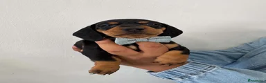 Dachshund 9