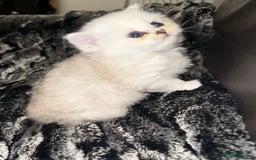 Persian cats for sale: Persian chinchilla kittens  - Image 2