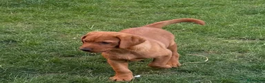 Labrador Retriever 1