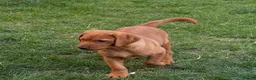 Labrador Retriever dogs for sale: Stunning male true fox red lab  in Warwick - Advert 4