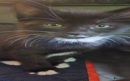 Mixed Breed cats for sale: 3 kittens looking for their forever homes.  - Image 21