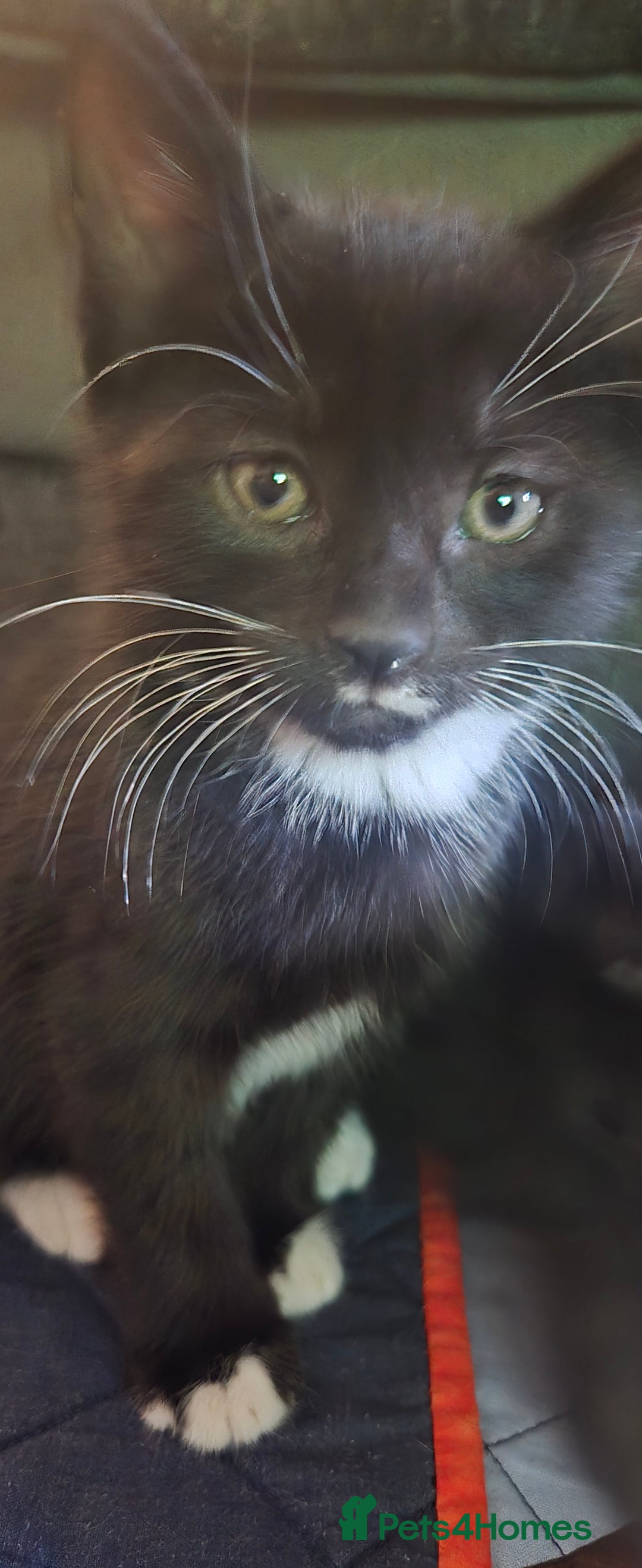 Mixed Breed cats for sale: 3 kittens looking for their forever homes.  - Image 21