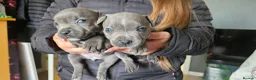 Staffordshire Bull Terrier dogs for sale: Blue staffy pups. Blue bronsen bloodline - Advert 17