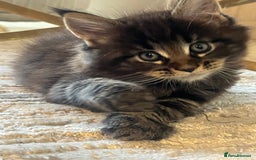 Maine Coon cats for sale: Beautiful Maincoon  - Image 10