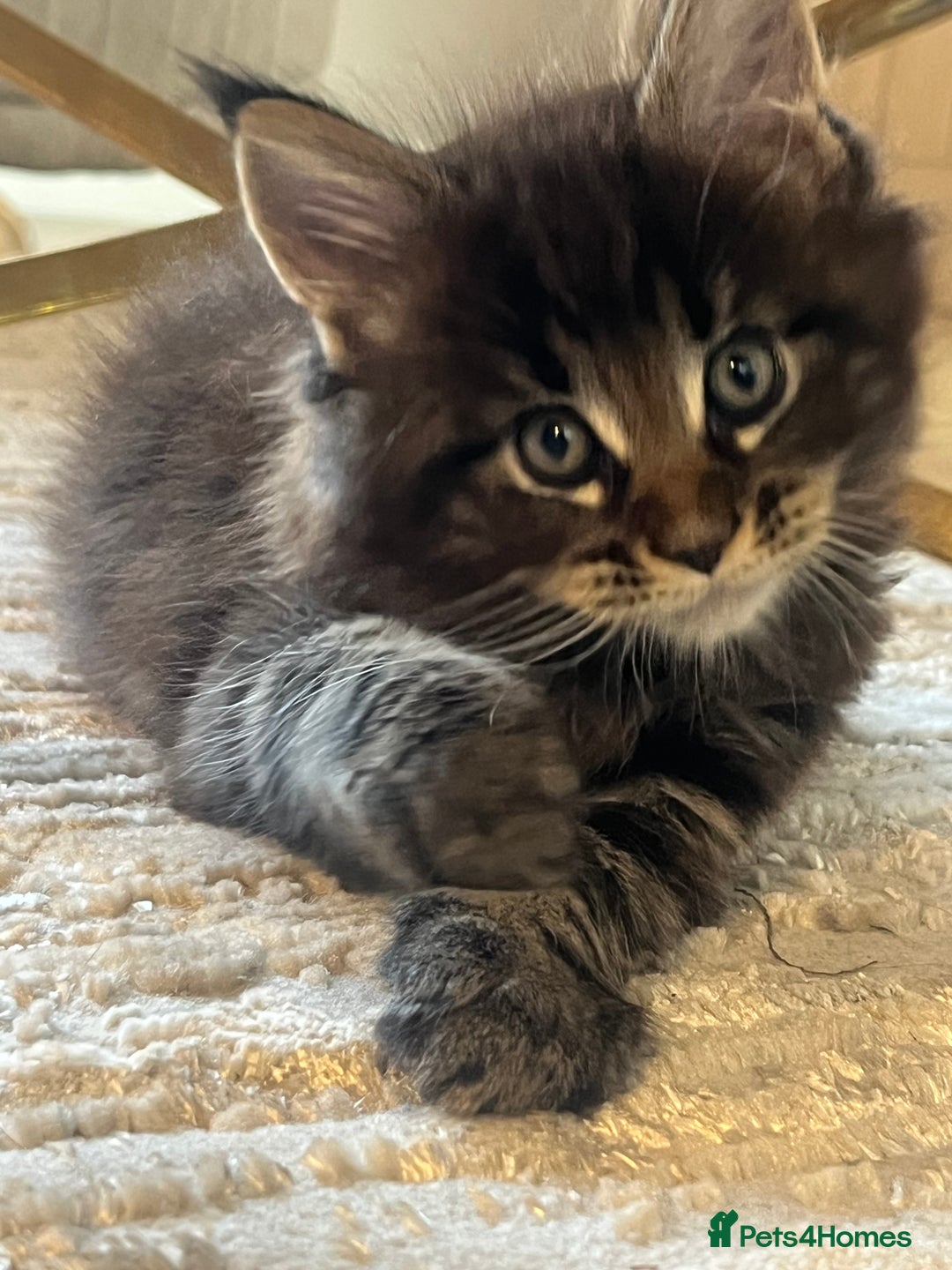Maine Coon cats for sale: Beautiful Maincoon  - Image 10