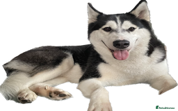 Siberian Husky dogs for sale: Beautiful female Husky for sale  - Image 1