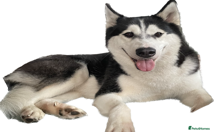 Siberian Husky dogs - Advert 11