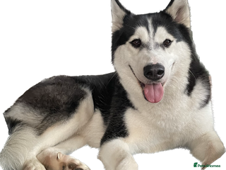 Siberian Husky dogs Beautiful female Husky for sale - Advert 4