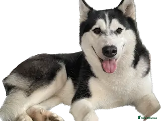 Siberian Husky dogs Beautiful female Husky for sale - Advert 14
