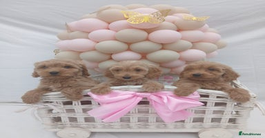 Cockapoo dogs - Advert 8