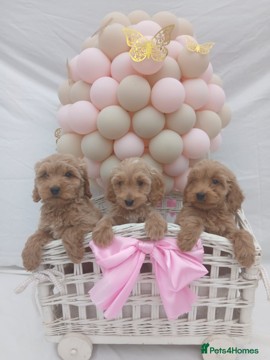 Cockapoo dogs for sale: PRA Clear show type cockapoo puppies  - Image 3