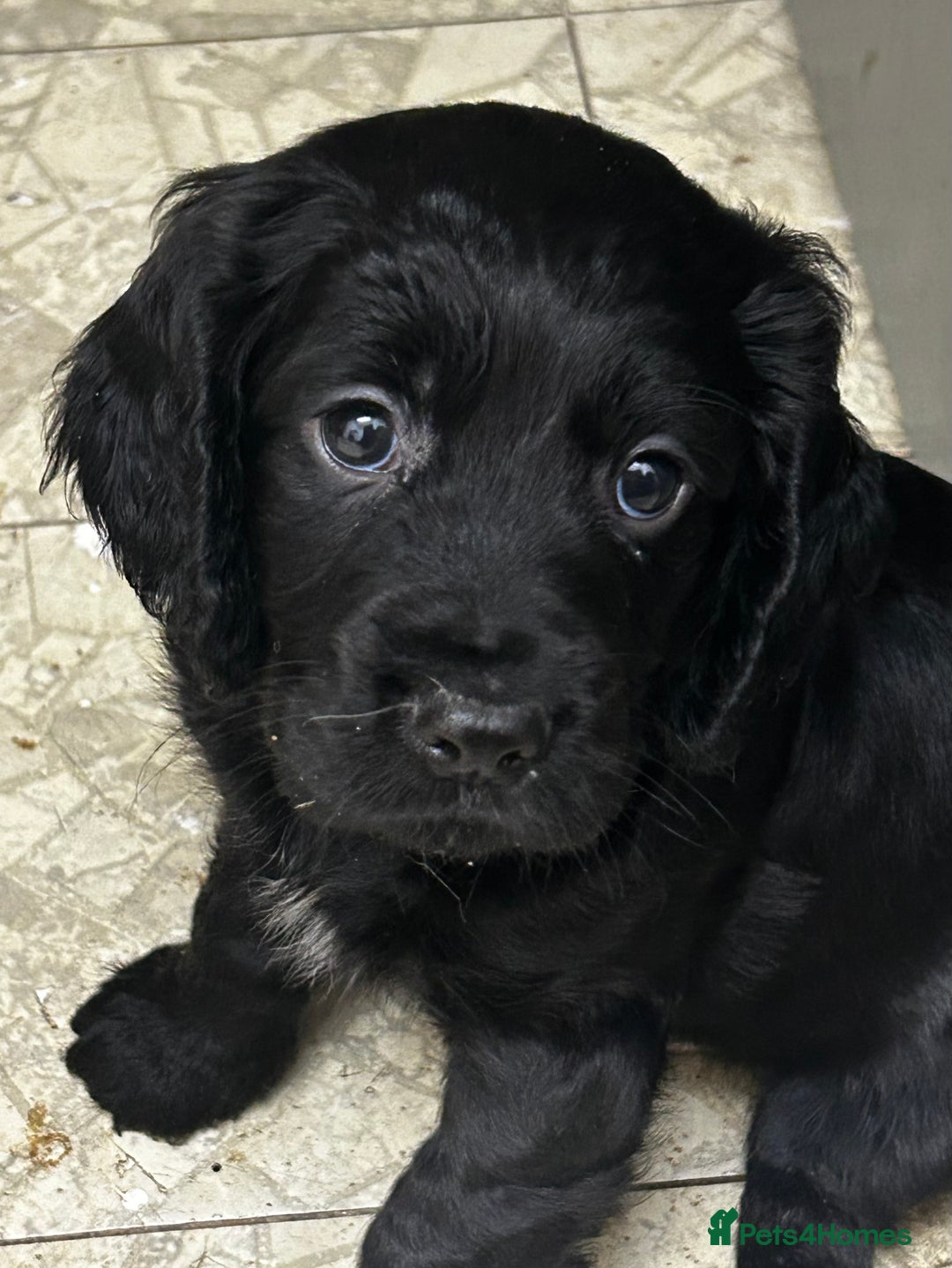 Cocker Spaniel dogs for sale: ✨ Cuddles Await from our Cocker Spaniel Pups  - Advert 10