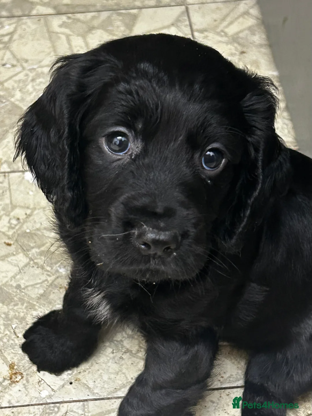 Cocker Spaniel dogs for sale: ✨ Cuddles Await from our Cocker Spaniel Pups  - Advert 22