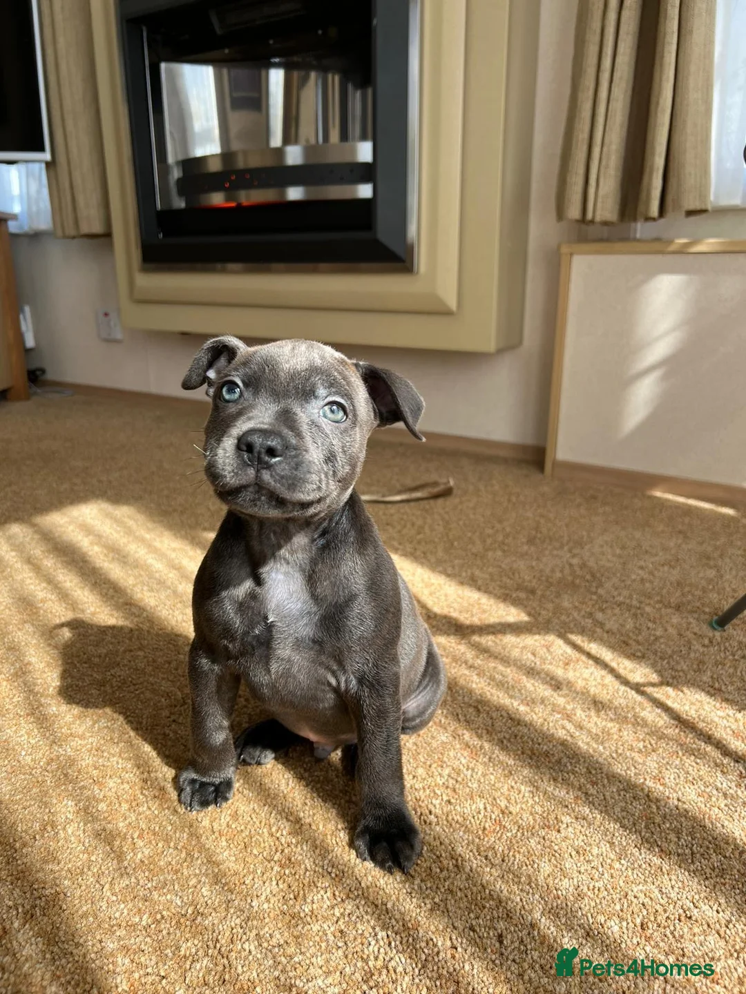 Staffordshire Bull Terrier dogs for stud: Staffordshire bull terrier Stud   - Advert 5