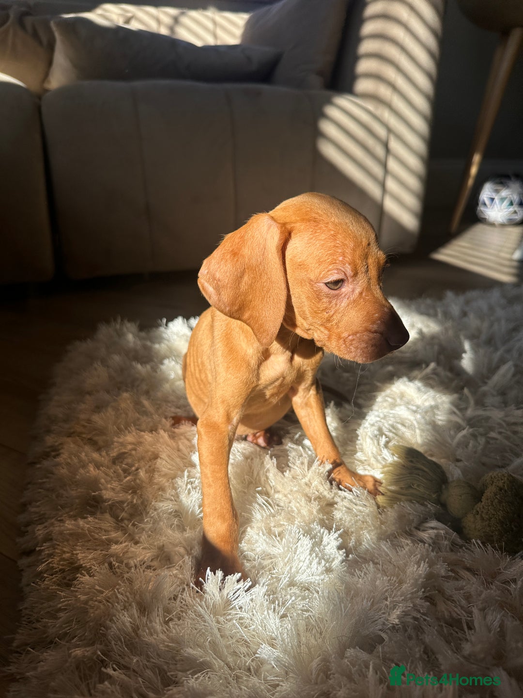 Hungarian Vizsla dogs for sale: 🐾KC Registered Hungarian Vizsla puppies🐾 - Image 8