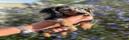 Dachshund dogs for sale: KEC REG MINIATURE LONG HAIRED dachshund puppies - Advert 2