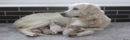 Mini Goldendoodle dogs for sale: Beautiful F1 Goldendoodles - Advert 13