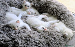 Ragdoll cats for sale: 6 beautiful pure Ragdoll  - Image 8