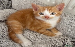 Mixed Breed cats for sale: STUNNING BOY AND GIRL KITTENS - Image 10