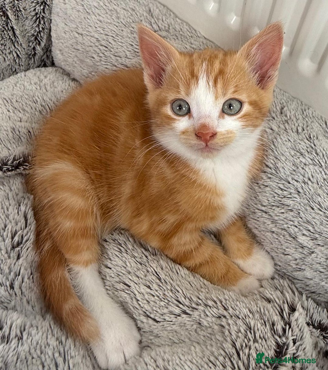 Mixed Breed cats for sale: STUNNING BOY AND GIRL KITTENS - Image 10