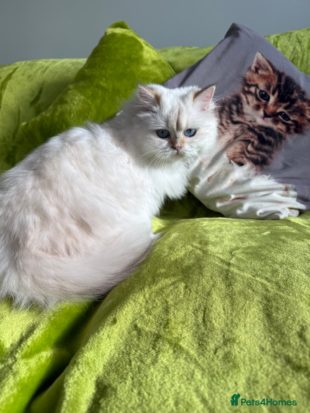 British Longhair cats for sale: British Longhair and Shorthair kittens for sale - Image 2