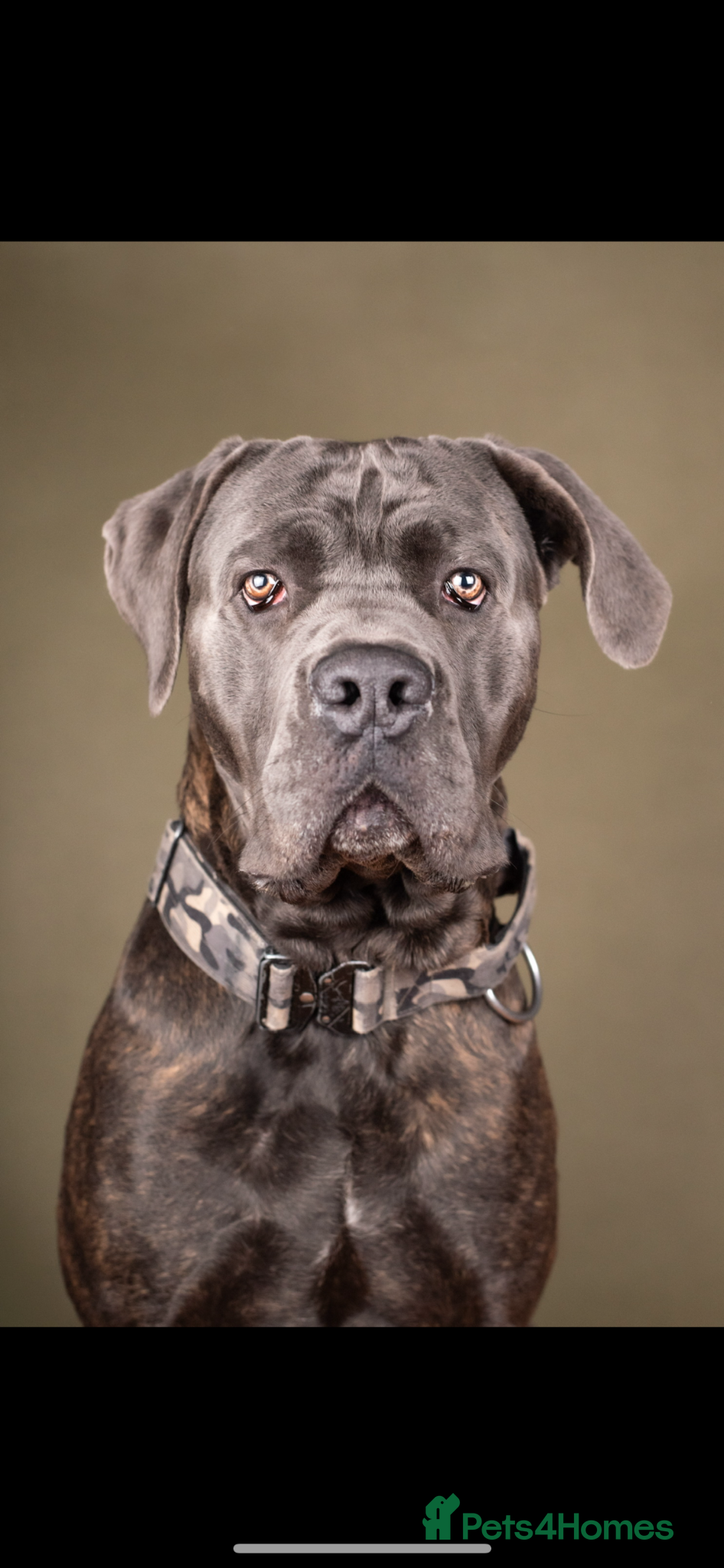 Cane Corso dogs Blue  - Advert 4