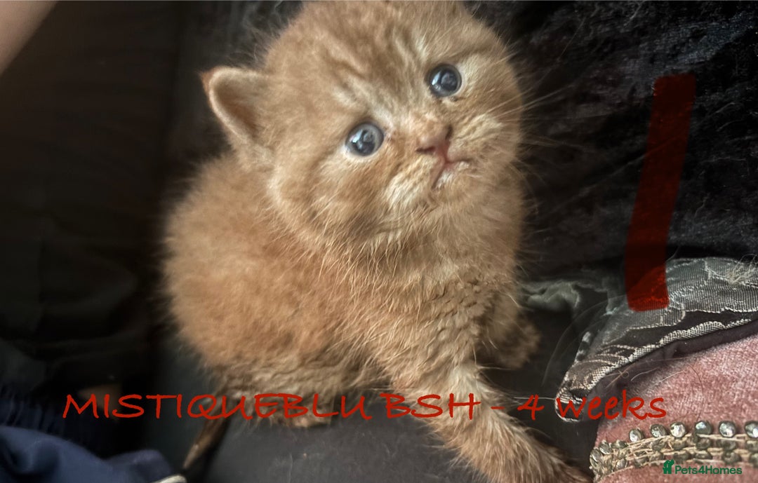 British Shorthair cats for sale: GCCF British Shorthair kittens - Image 3