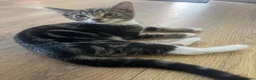 Mixed Breed cats for sale: 4 month old kittens - Advert 1