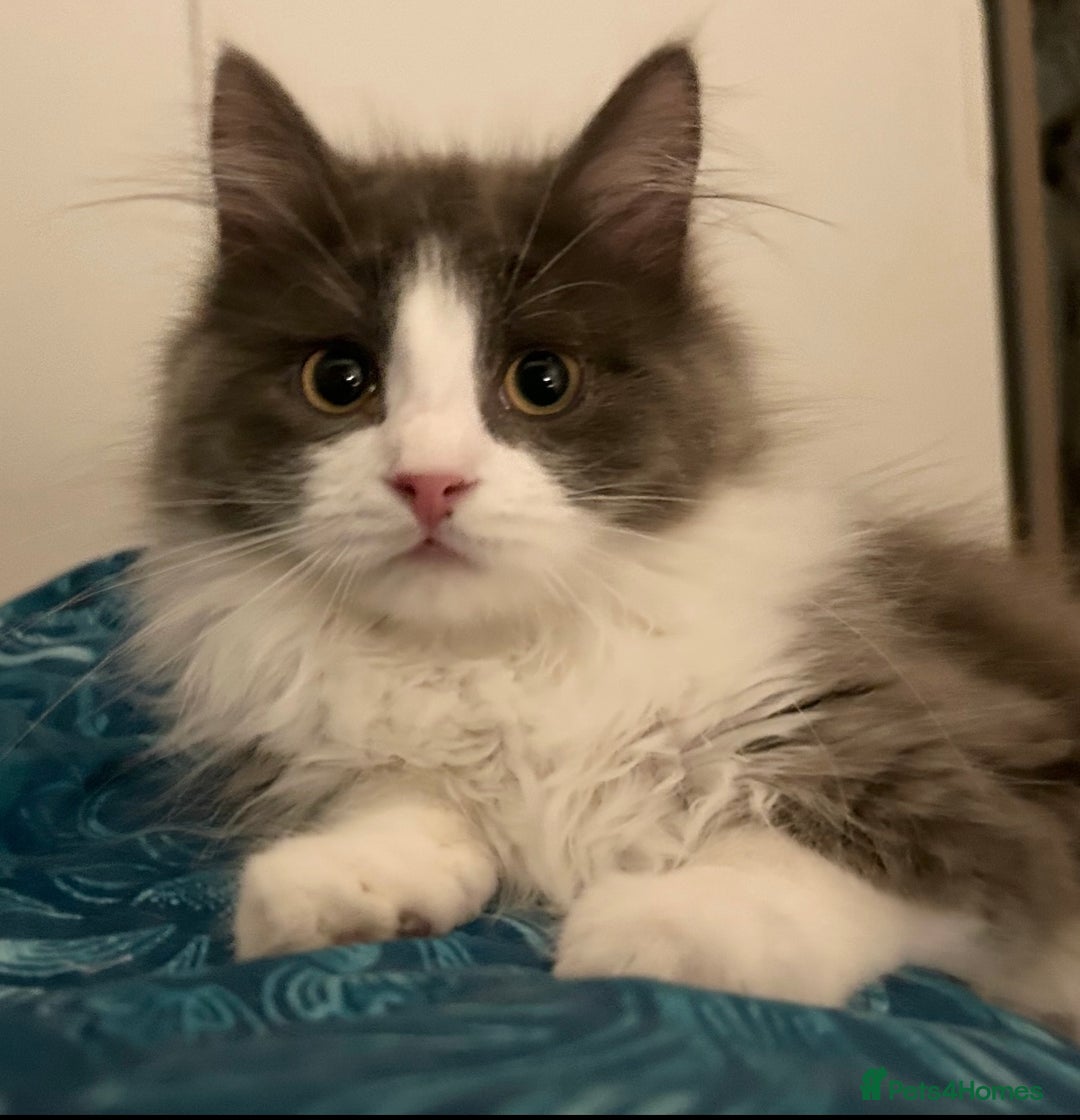 Siberian cats for sale: Pedigree TICA reg Siberian kittens  - Advert 6